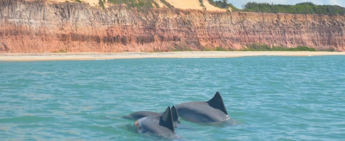 delfines en pipa