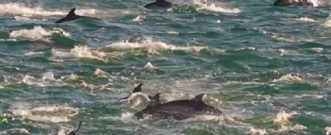 delfines-las-grutas