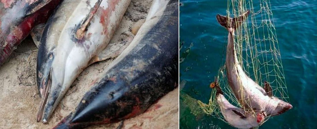 delfines muertos en francia atrapados en redes