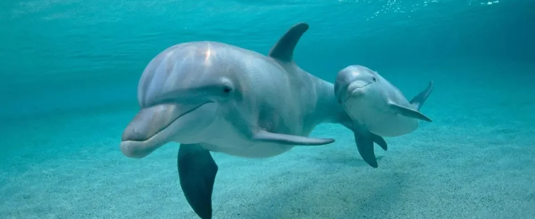 delfines