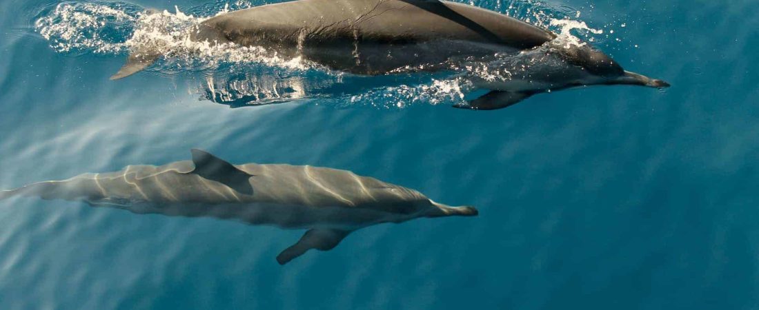 Cientos de delfines aparecieron muertos en las costas de Ghana y están investigando las causas