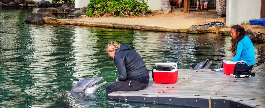 Un nuevo estudio sostiene que los delfines tienen rasgos de personalidad similares a los humanos