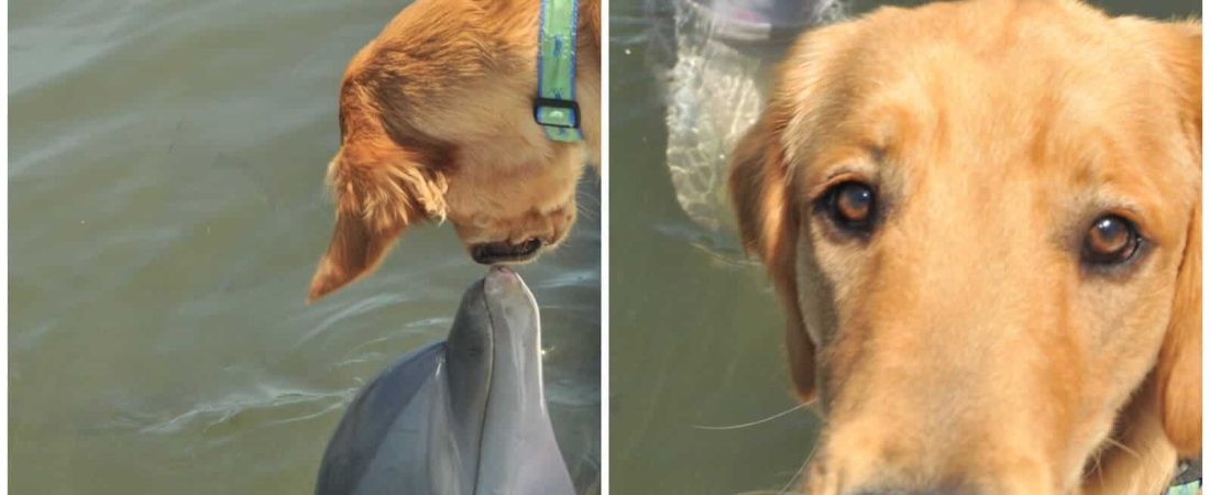 amistad entre un perro y un delfín