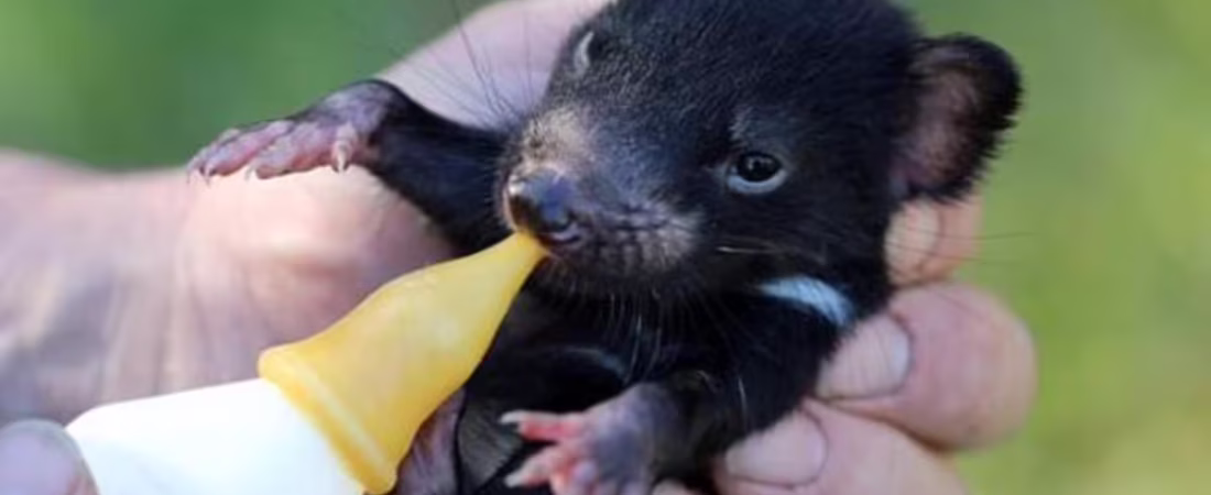 demoni-7RDP5W3GERBITB2AFPMWQEXNXA