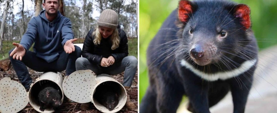 Demonios de Tasmania vuelven a recorrer Australia por primera vez en 3.000 años