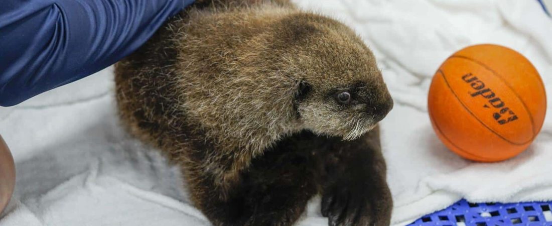 Tracy Deakins atiende a una nutria marina de ocho semanas rescatada en Seldovia, Alaska, en un recinto del Shedd Aquarium, el 6 de diciembre de 2023, en Chicago. (AP Foto/Erin Hooley)