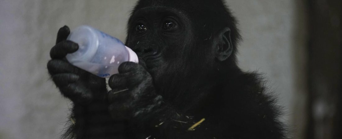 Zeytin, a 5-month-old male gorilla infant who was rescued at Istanbul Airport, drinks milk in a specially created section of a zoo, in Istanbul, Turkey, Sunday, Jan. 12, 2025. (AP Photo/Khalil Hamra)