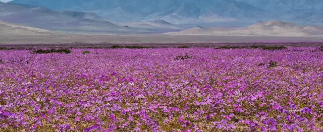 desierto-atacama-chile