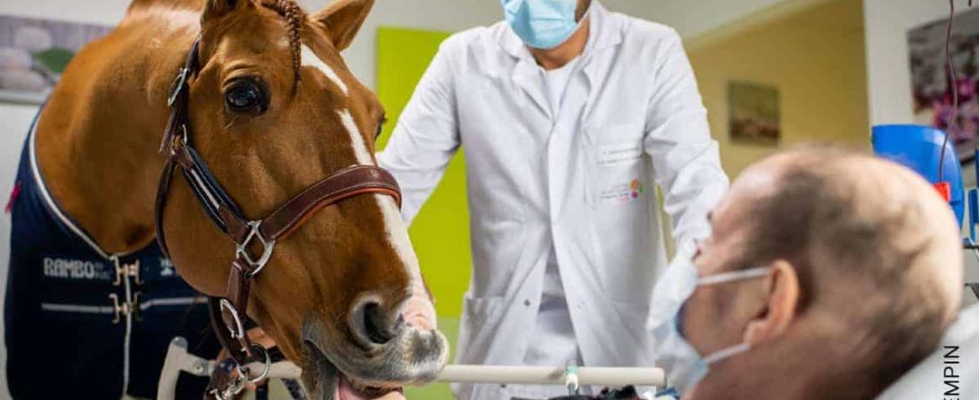 doctor-peyo-caballo-cuida-pacientes-con-cancer