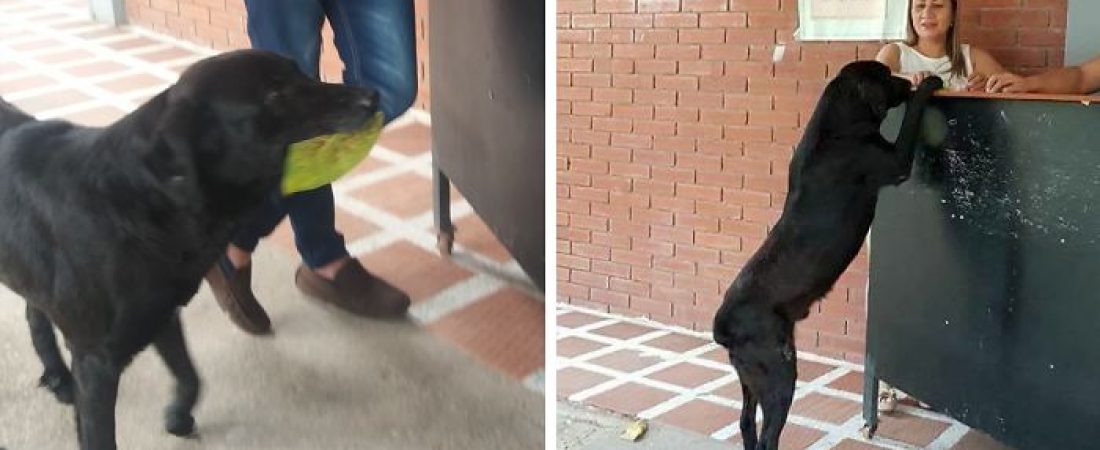 dog-buy-treats-leaves-negro-colombia-fb2-png__700