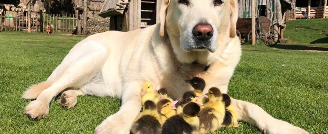 Dog adopts nine ducklings, Mountfitchet Castle, Essex, UK - 21 May 2018