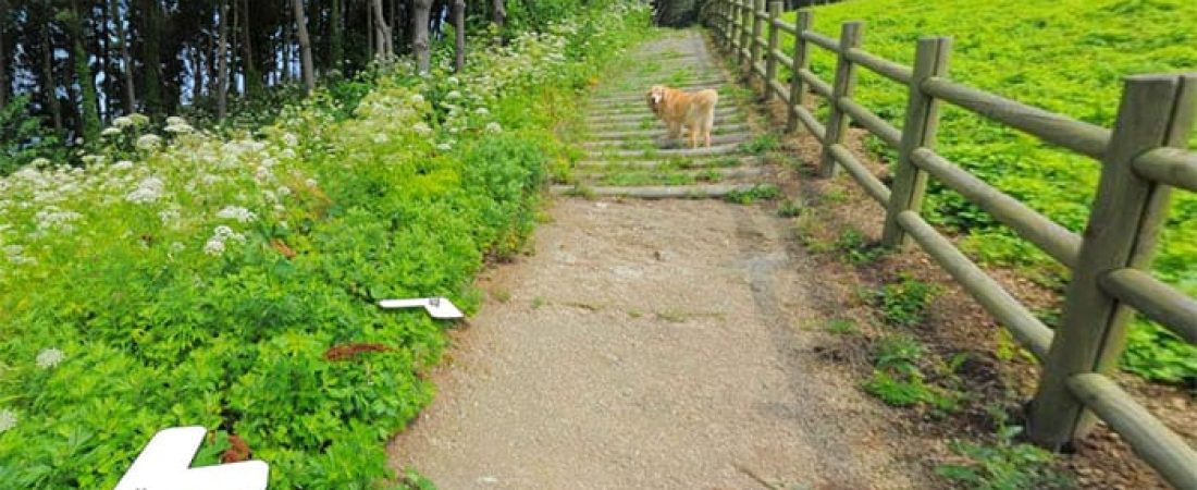 dog-follows-street-view-photographer-south-korea-1-593fba58a1b7d__700