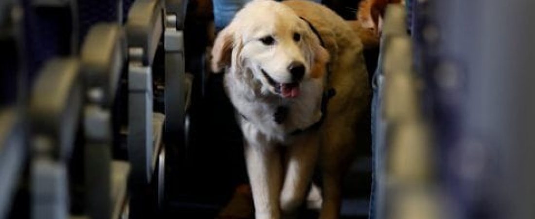 dog-on-plane