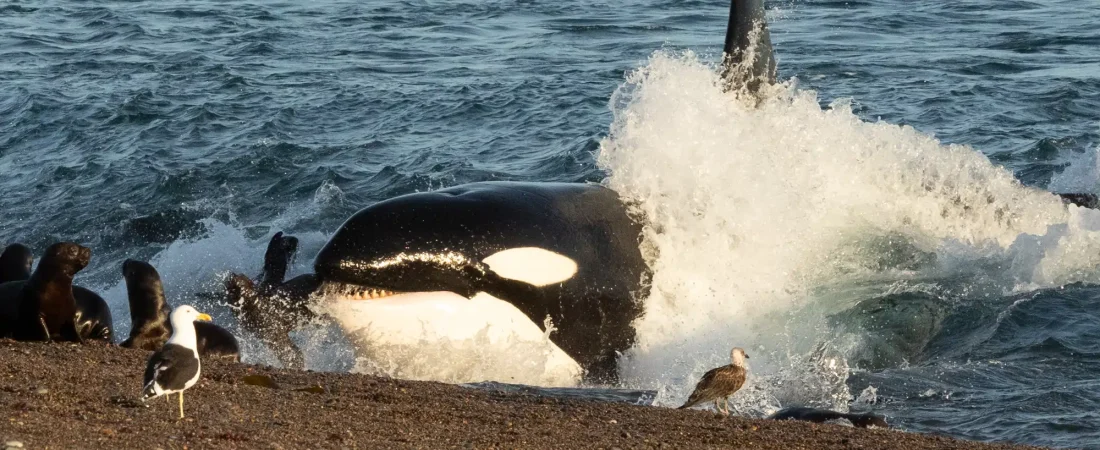 donde-las-orcas-cazan-en-tierra-firme20240128-0171-orcas-peninsula-valdes_920acee7_260709121601_2000x1319