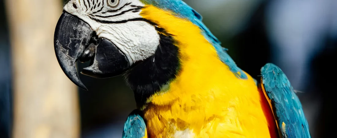 dos-siglos-despues-guacamayos-vuelven-volar-rio-janeiro_98