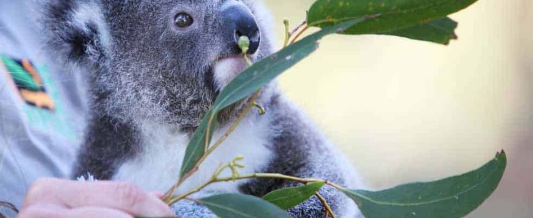 drones koalas