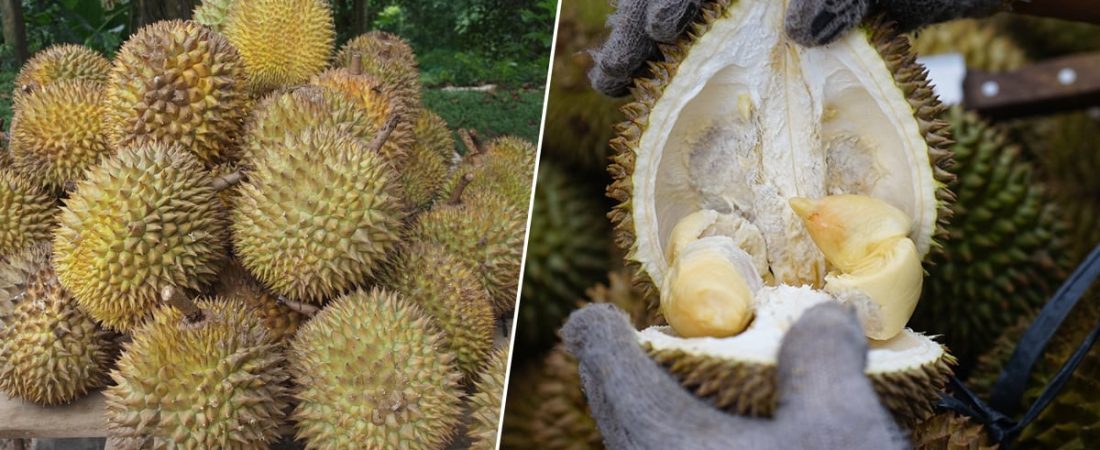 durian