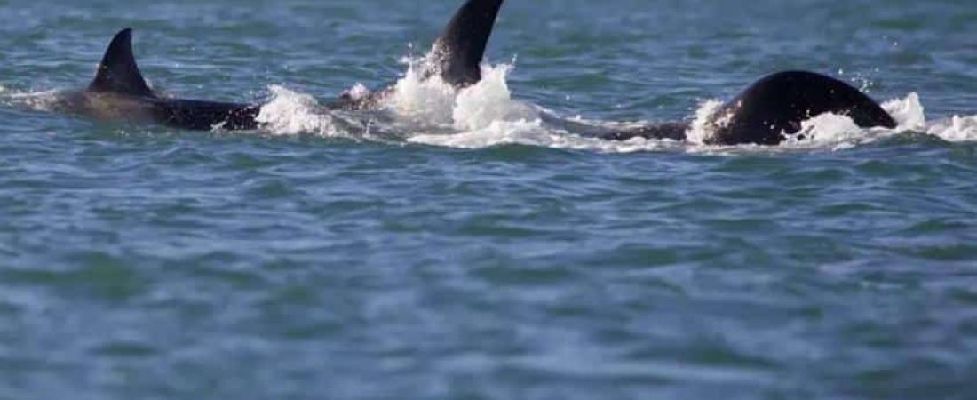 dw ballena titburon.JPG