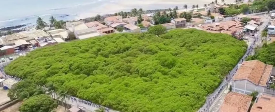 el-anacardo-no-ha-dejado-de-crecer-con-los-anos