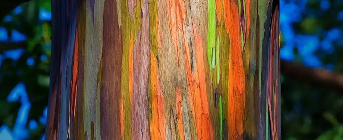 el-arbol-mas-colores-del-mundo-como-cultivarlo-el-jardin-y-renovar-tu-casa-2
