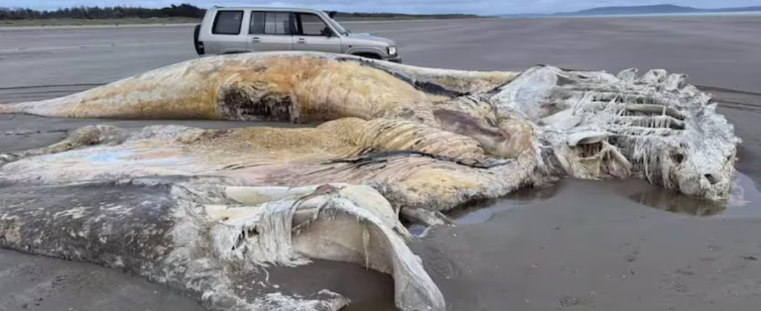 el-cadaver-extraordinariamente-grande-de-un-animal-marino-aparecio-en-una-playa-de-gales-foto-media-wales-7CMNGAOJVBFBRCDL7XFWMA6D5A