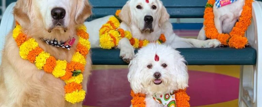 el-festival-festeja-a-las-mascotas-con-guirnaldas-XN3D3RDRVBA4VEBVY2RWUAEUEA
