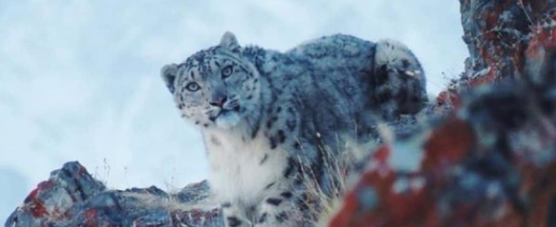 el-leopardo-de-las-nieves___5lYy1aIIY_1256x620__1