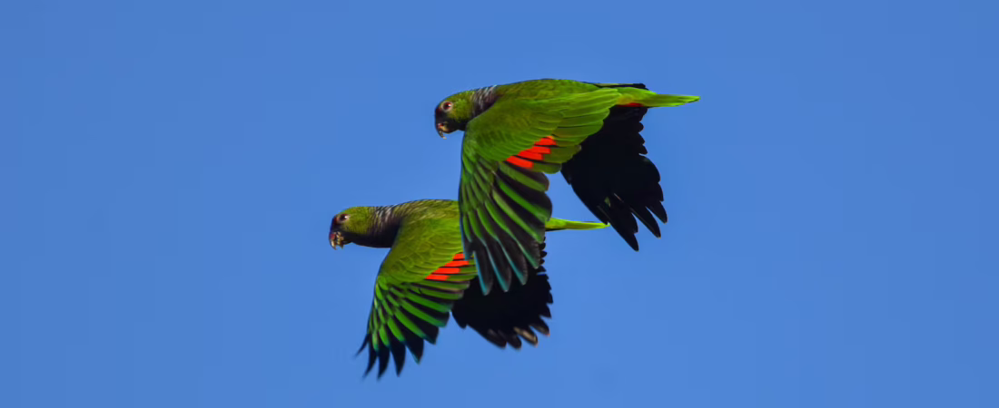 el-loro-vinoso-se-creia-extinto-en-la-decada-de-1980-pero-un-relevamiento-en-2005-mostro-que-todavia-existian-ejemplares-en-misiones-foto-carlos-garcia-aves-argentinas-EBMZ6S675NDNDD3U4PYUTX7WLI