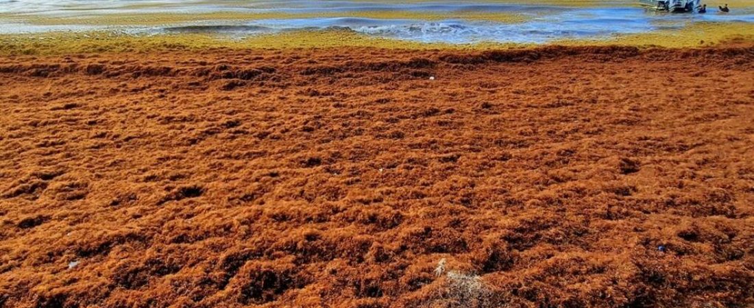 el-sargazo-otra-vez-volvio-al-caribe-foto-red-de-monitoreo-de-sargazo-en-quintana-roo-NGPMQB5HIZEF7DMHHTYWMBMXSM