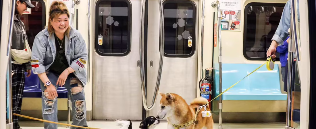 el-traslado-de-mascotas-en-micros-y-trenes-exige-VBGNMWVW2VHHVE6IUWLH6IKGMU