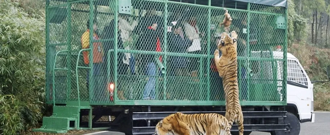 el-zoologico-es-un-exito-porque-los-animales-se-enfrentan-cara-cara-los-visitantes