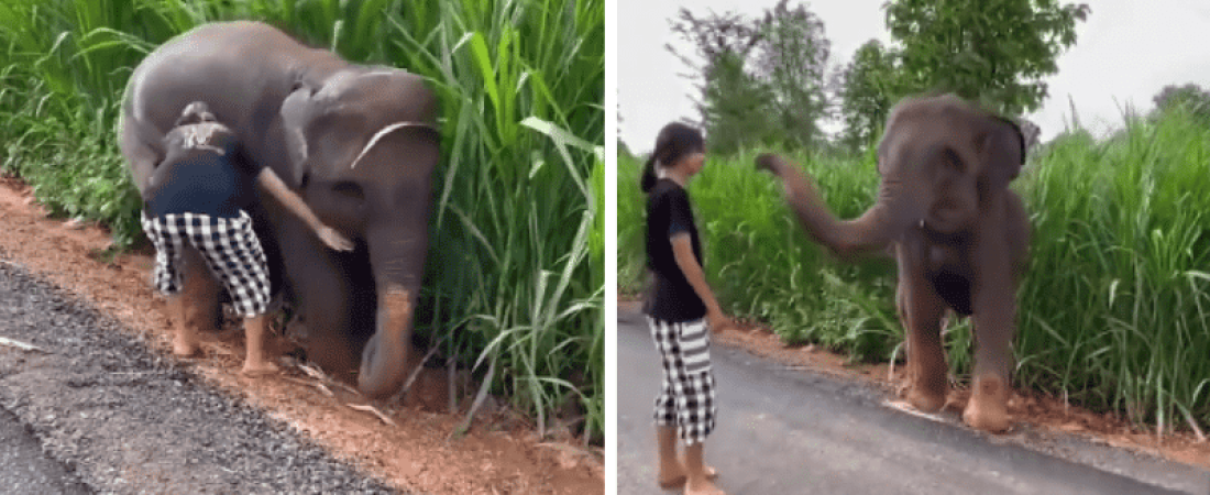 elefante agradece a niña