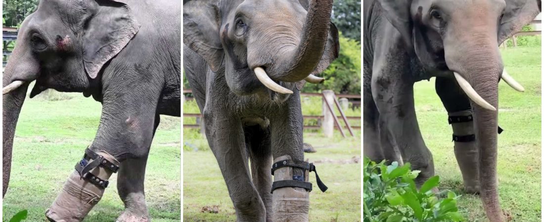 elefante con prótesis