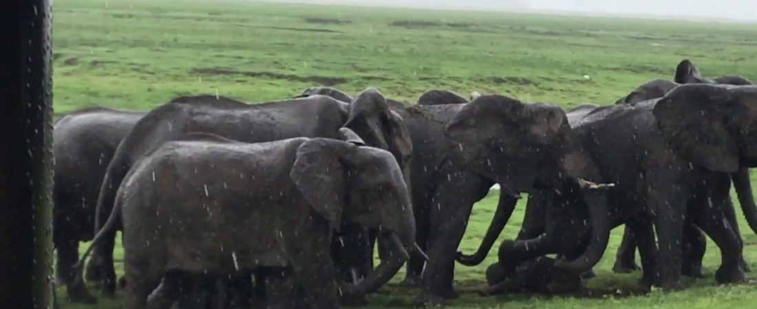 elefante da a luz