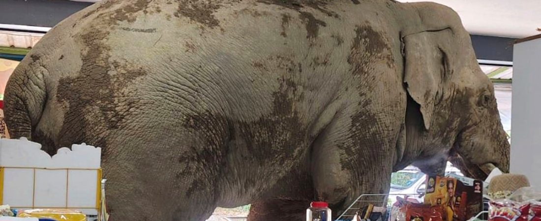 elefante-macho-llamado-plai-biang