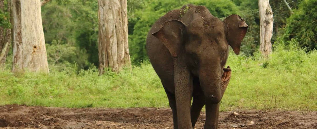 India: luego de más de 12 horas de trabajo lograron rescatar a un elefante que había caído en un pozo