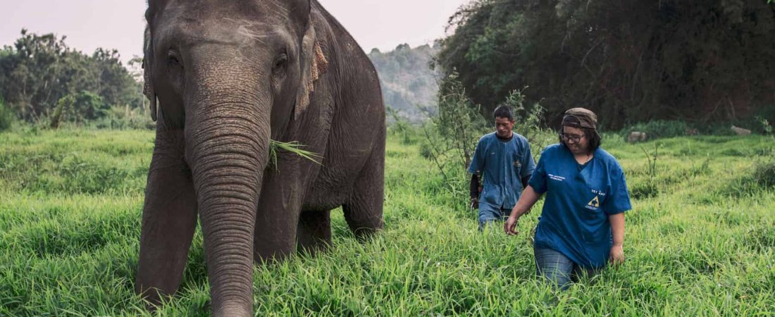 Con este proyecto podes hacer videollamada con un elefante y, al mismo tiempo, contribuir a su bienestar