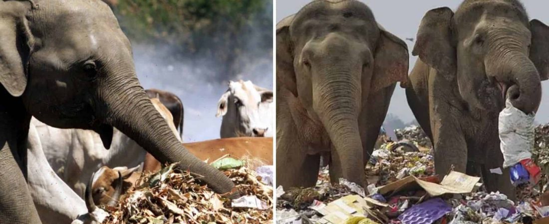 En Sri Lanka cavarán fosas alrededor de los basurales para intentar alejar a los elefantes