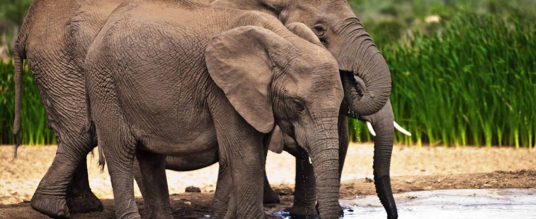 Addo Elephant National Park