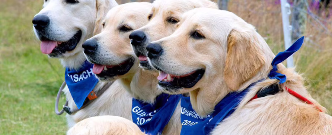 en-2023-361-golden-retrievers-se-reunieron-en-las-tierras-altas-de-escocia-para-conmemorar-el-aniversario-de-la-creacion-de-la-raza-foto-gentileza-daily-mail-4SRKG4V27BBXRM57NI44WGO3EA