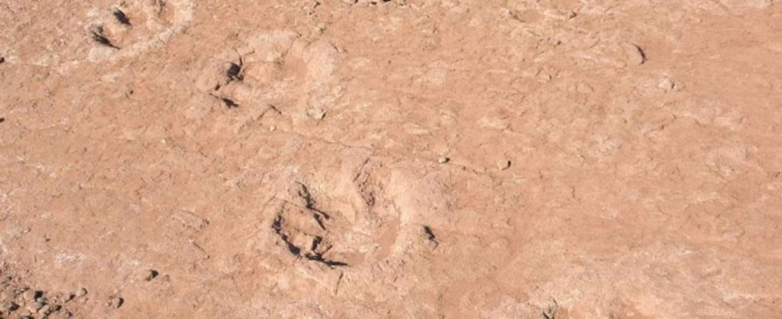 encontraron-nuevas-huellas-dinosaurios-el-chocon