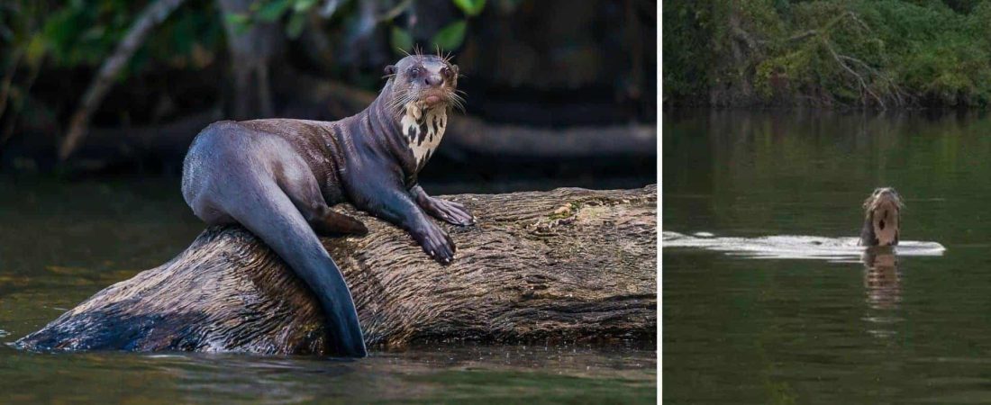 Encuentran un ejemplar de nutria gigante, una especie que se creía extinta, en Chaco, Argentina