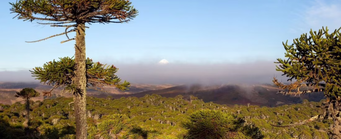 entre-cascadas-y-volcanes-cuatro-lugares-para-visitar-en-el-parque-provincial-copahue-foto-la-ruta-natural-PNCFP3VOZNHLTAE2K652HABAMU