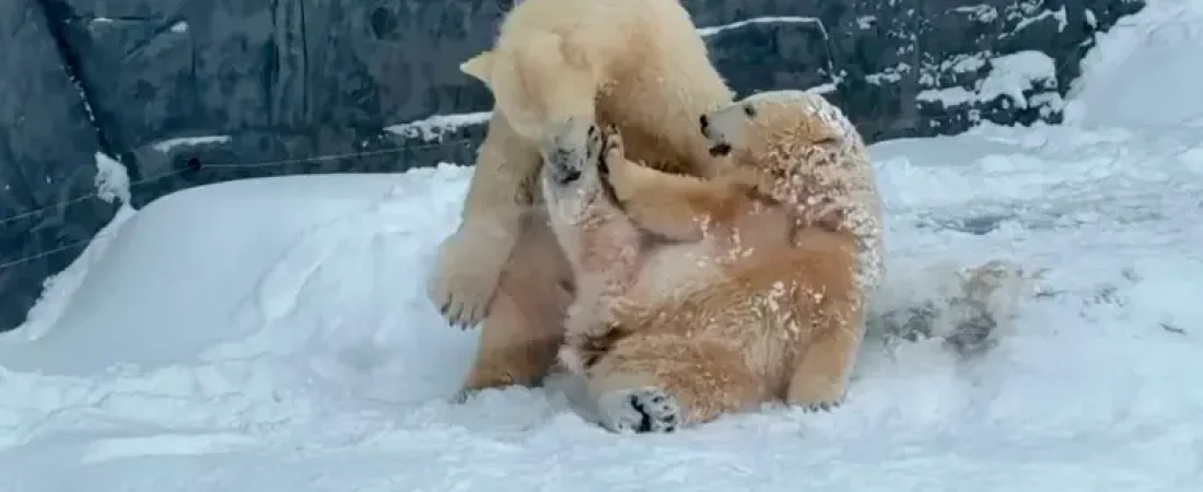 ererwerwer_18240633_20260109204957