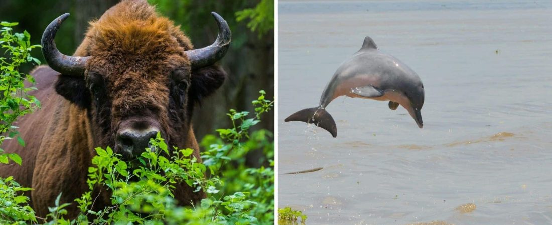 Se actualizó la lista roja de animales en peligro y reveló que se han extinguido 31 especies