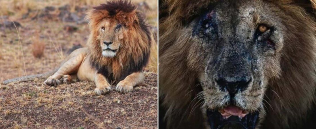 Scarface, uno de los leones más famosos del mundo, falleció a los 14 años