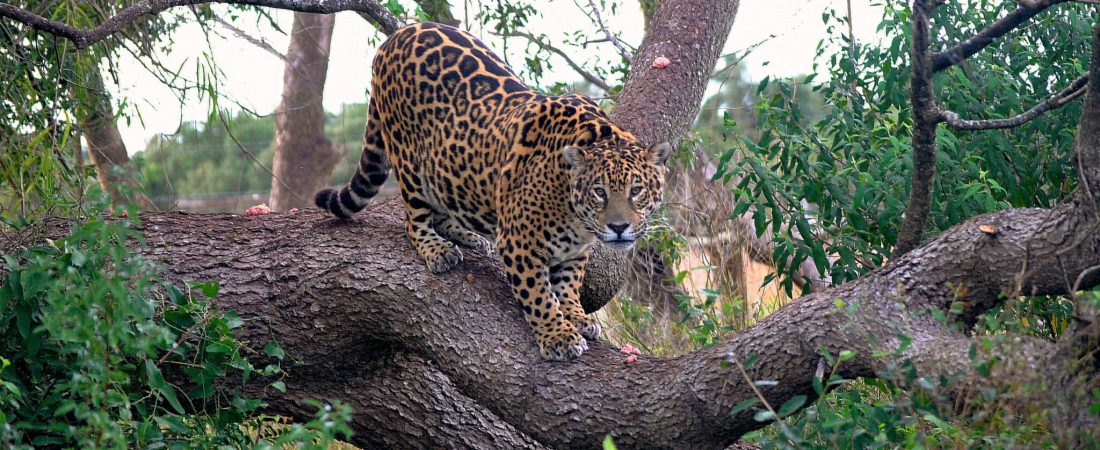 falleció-tobuna-yaguareté-esteros-del-iberá-1