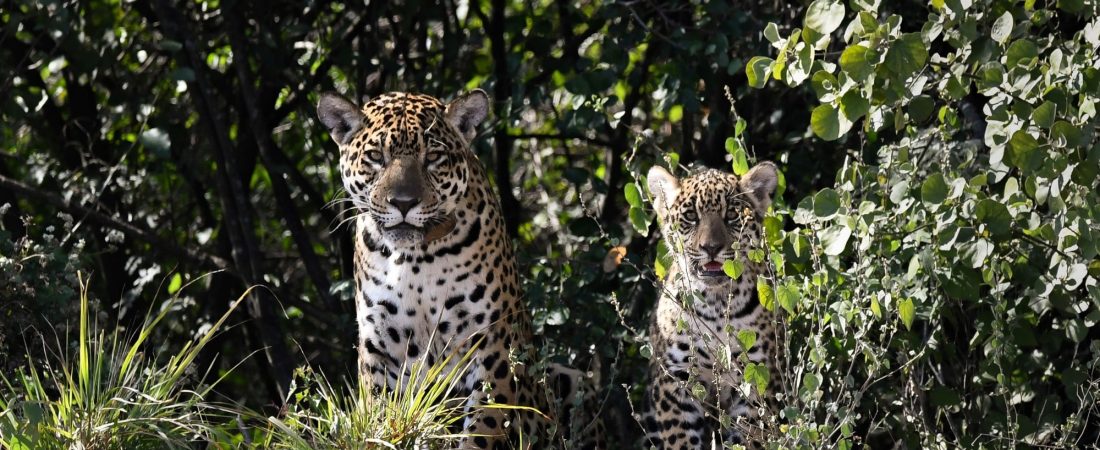 ffF74iig0_2000x1500__1