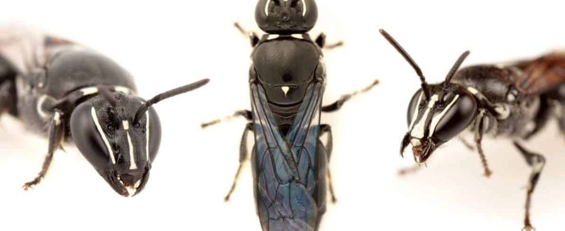 Pharohylaeus lactiferus