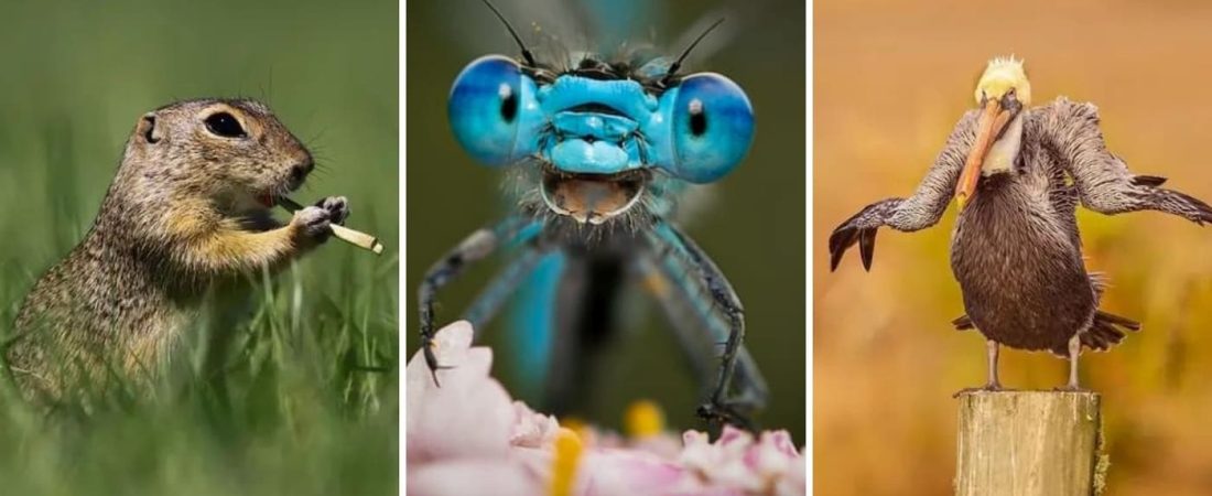 Estos son los finalistas para los Comedy Wildlife Photo Awards 2021 y son geniales